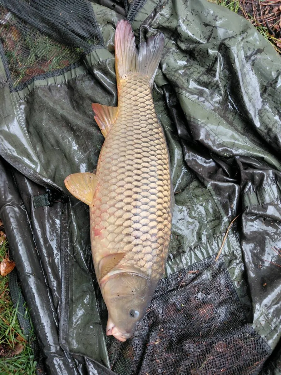 Carp
