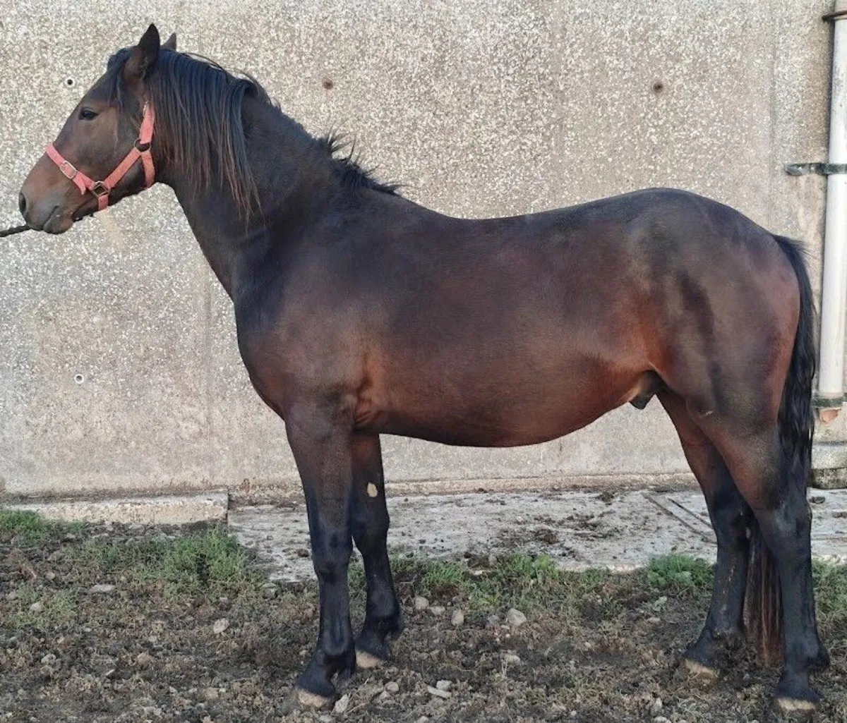 Connemara Pony - Image 1