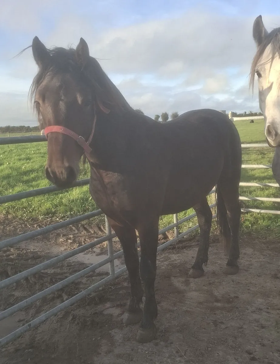 Connemara Pony - Image 2
