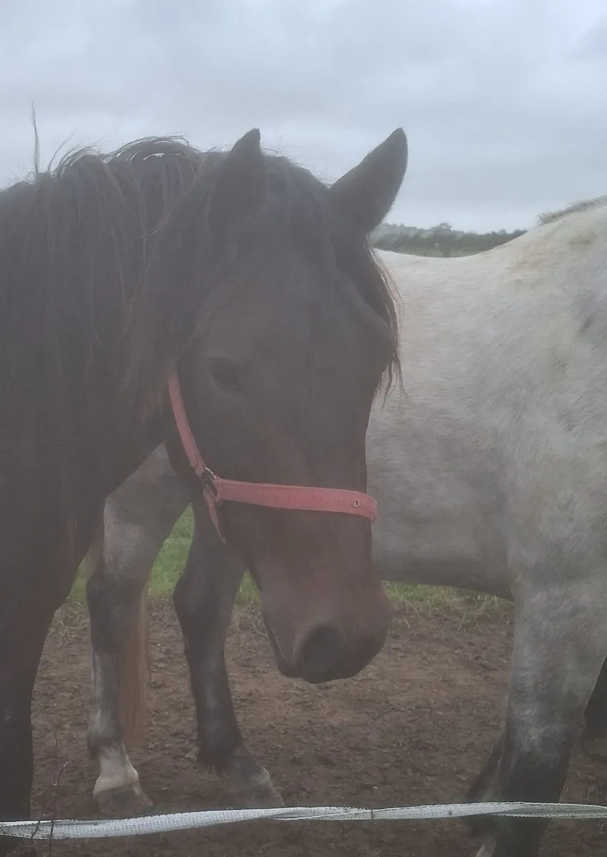 Connemara Pony - Image 3