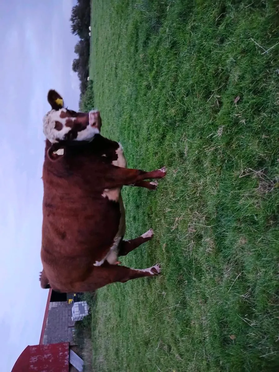 Heifer and calf - Image 3