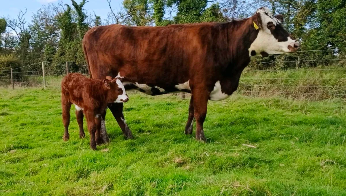 Heifer and calf - Image 4