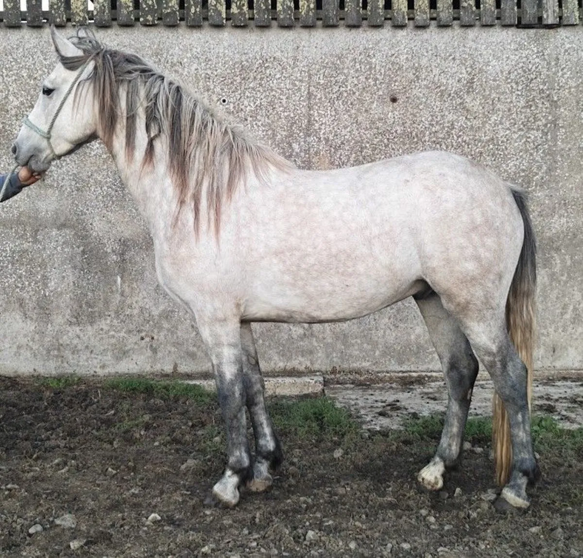 Connemara / ISH - Image 1