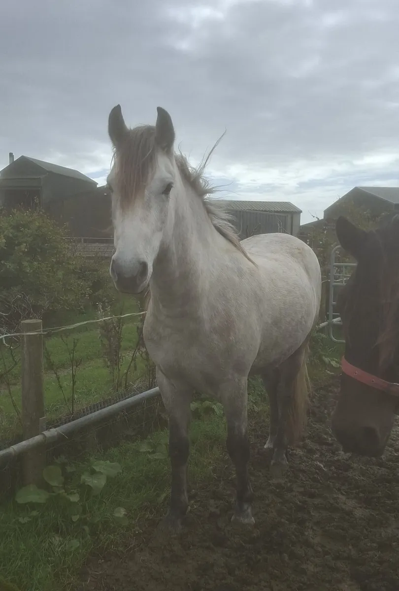 Connemara / ISH - Image 2