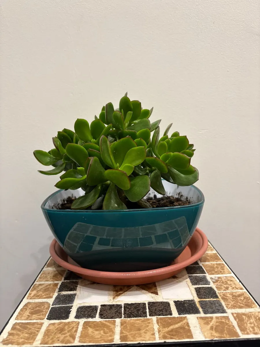 home plants - Image 2
