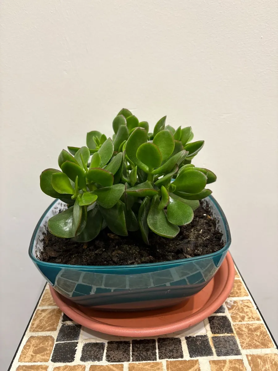 home plants - Image 3