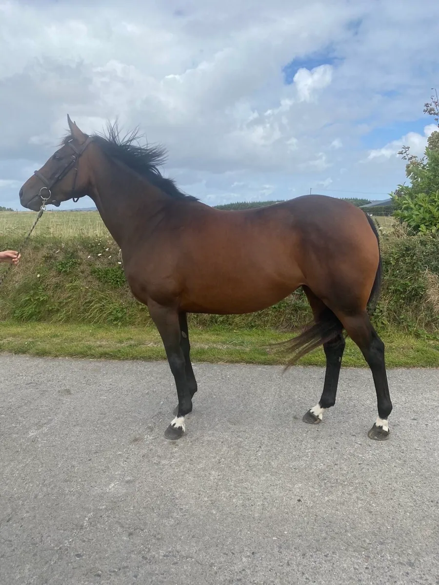 6 year old tb mare - Image 1