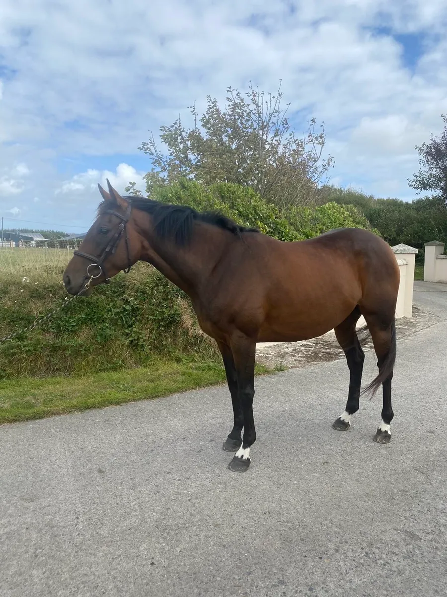 6 year old tb mare - Image 3