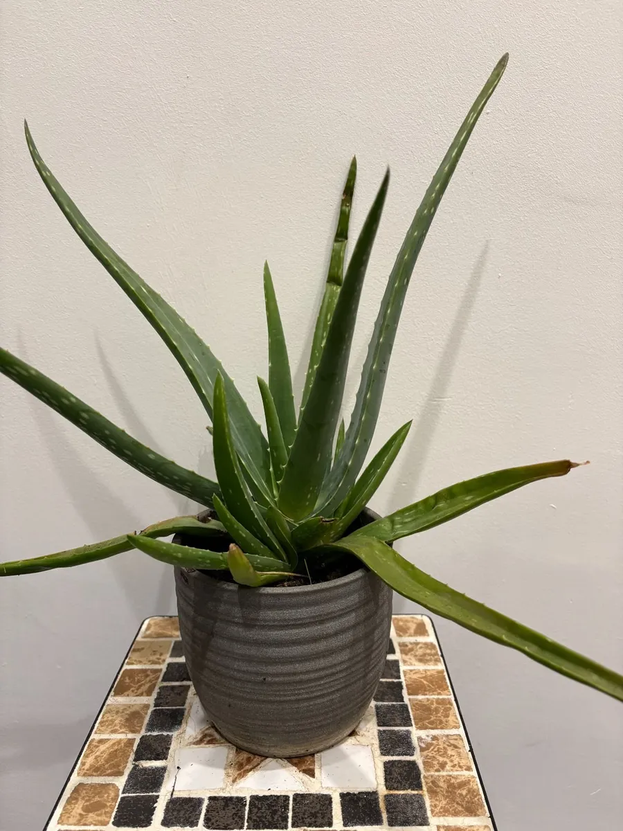 home plants - Image 4