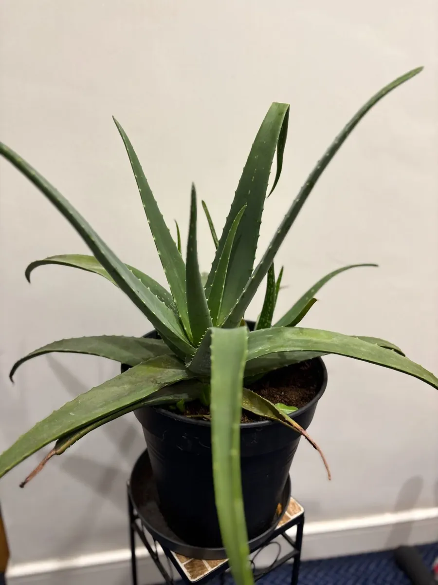 home plants - Image 1