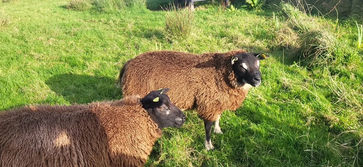 Badger faced texel (Dassenkop) lambs, Blue Texel - Image 1