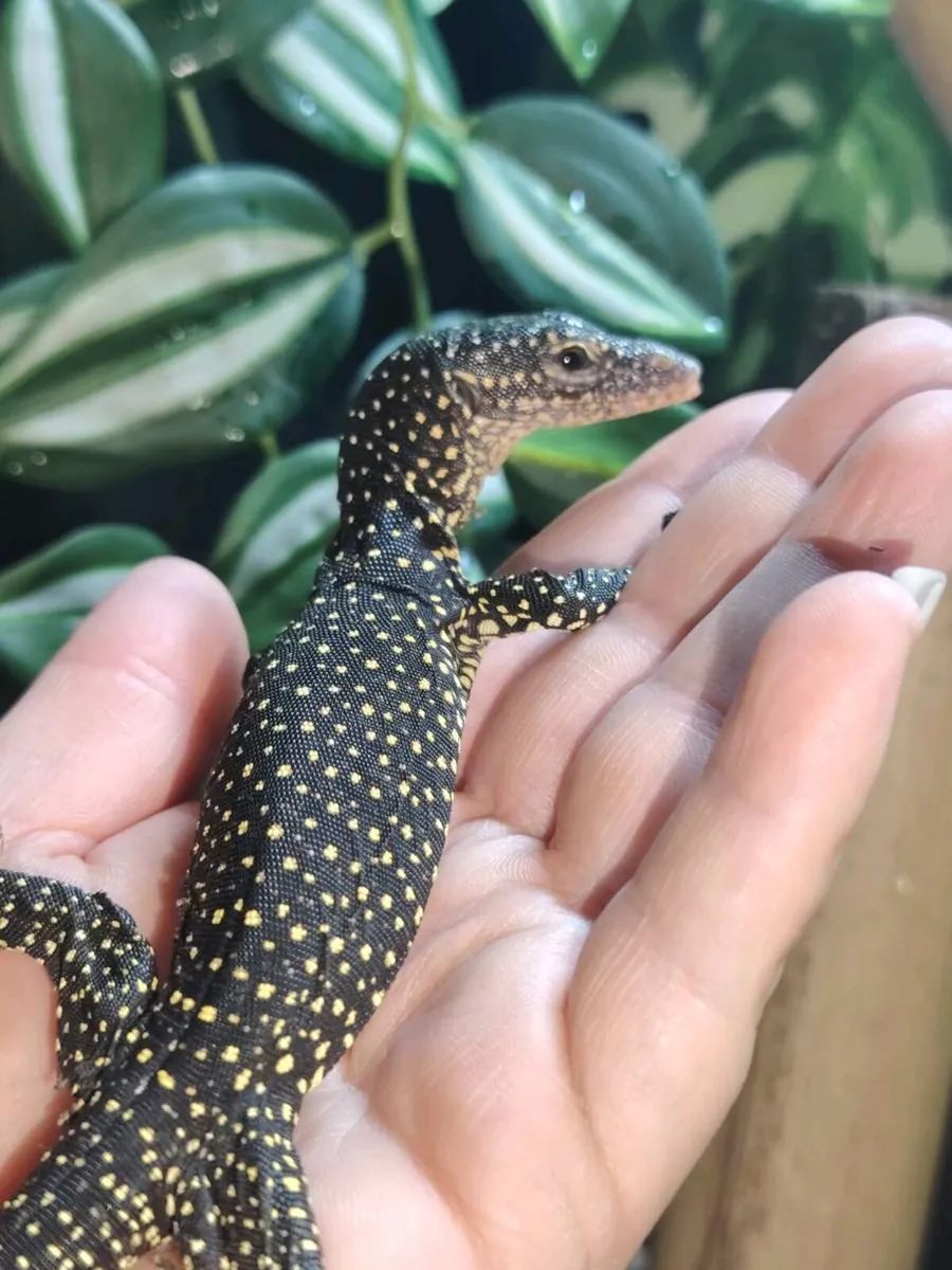 Mangrove Monitors Lizard - Image 1