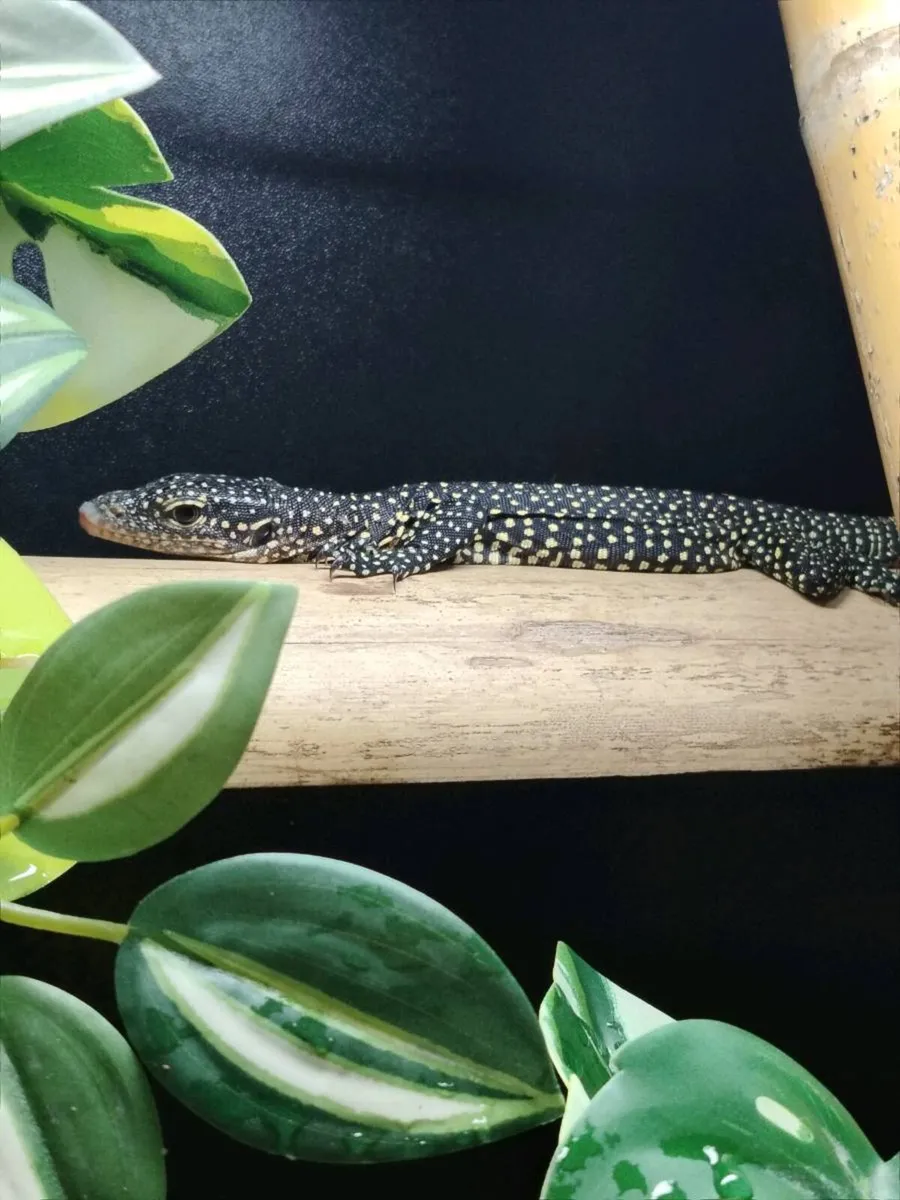 Mangrove Monitors Lizard - Image 2