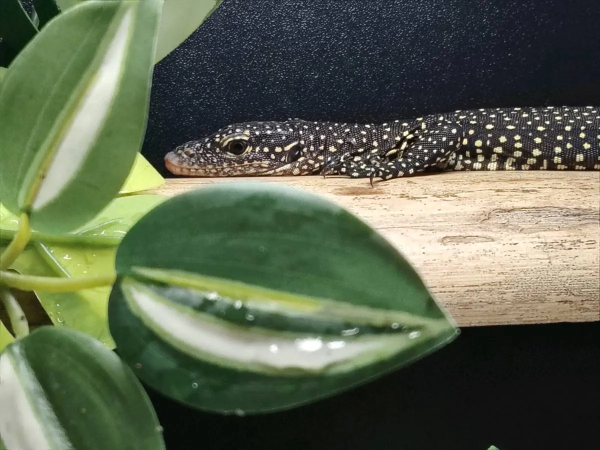 Mangrove Monitors Lizard - Image 3