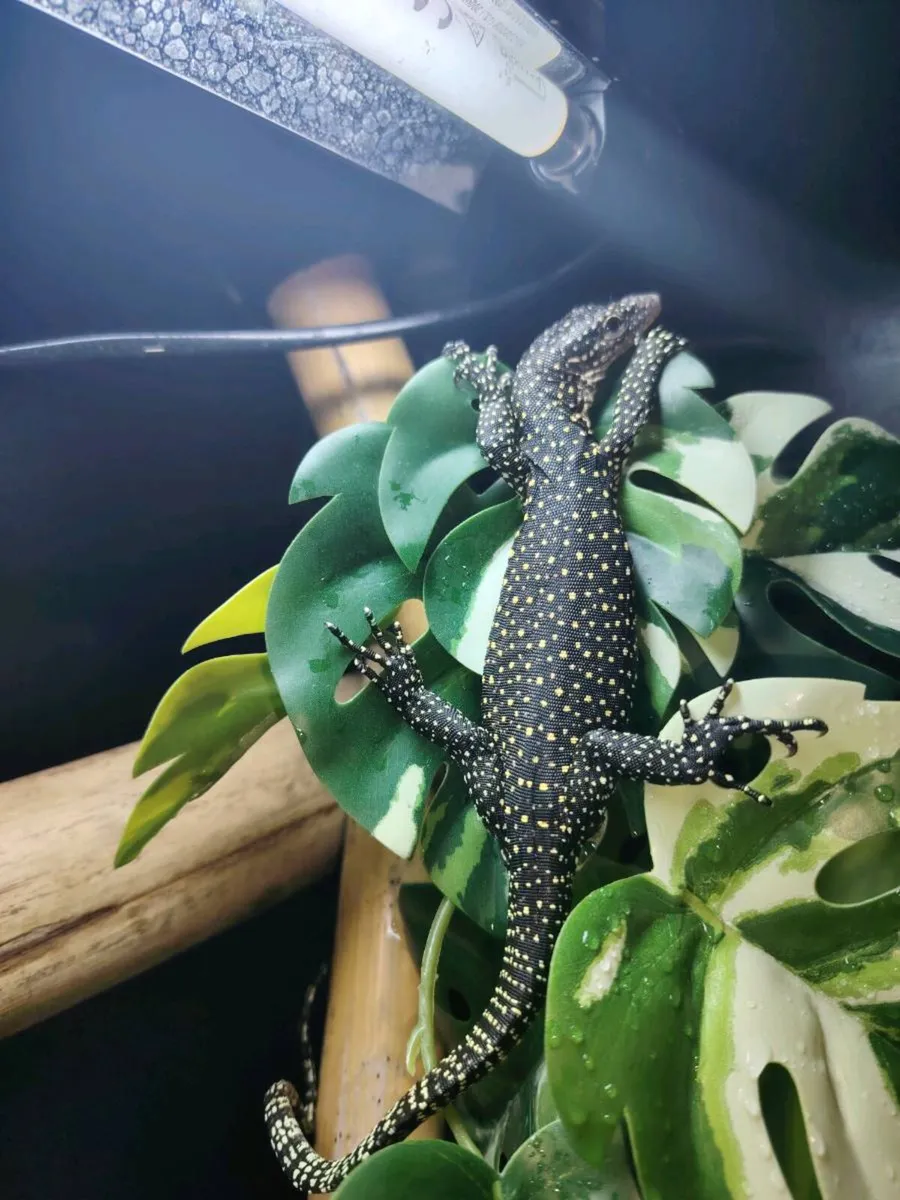 Mangrove Monitors Lizard - Image 4