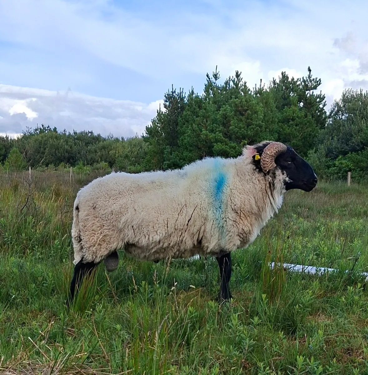 Rams - Image 1