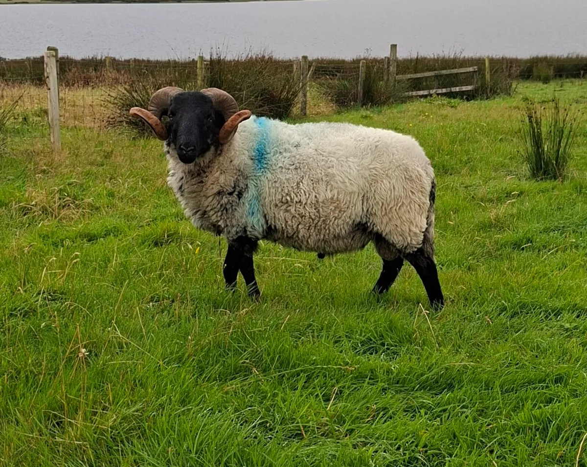 Rams - Image 2