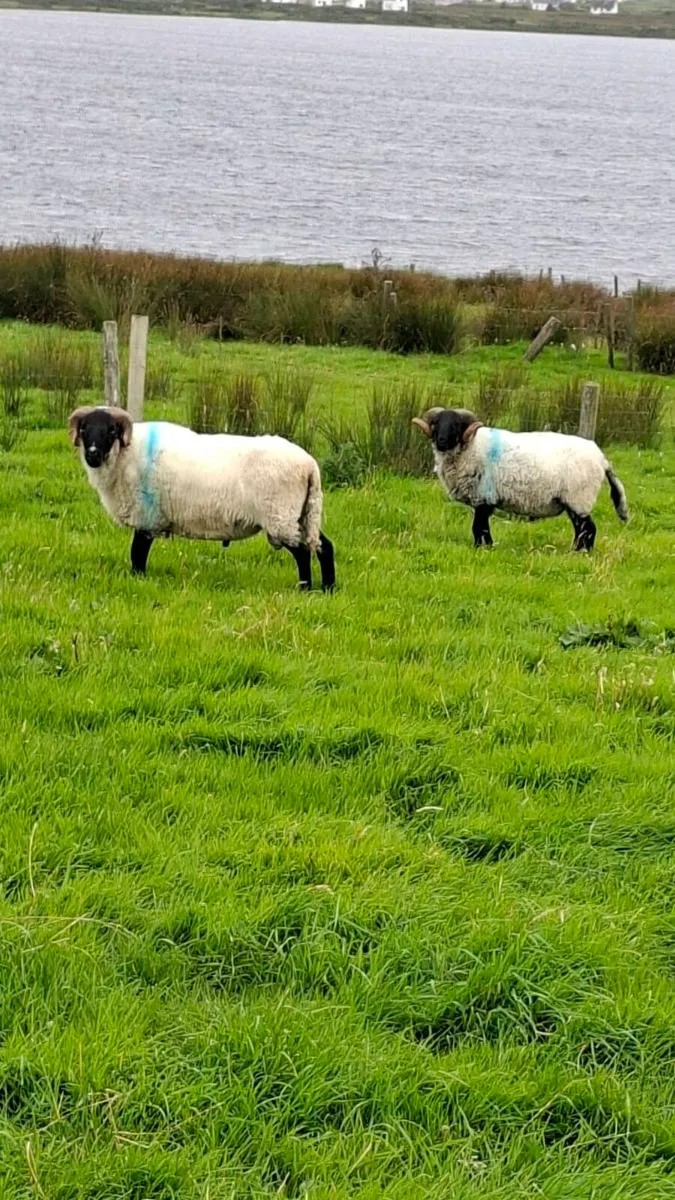 Rams - Image 3