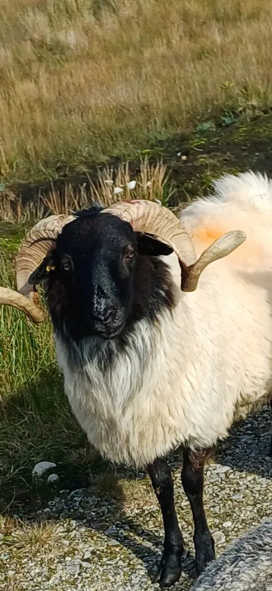Jacob and Mountain rams - Image 1