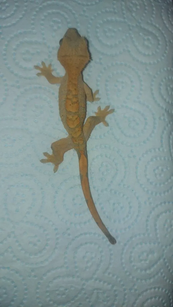 Baby Crested Geckos - Image 2
