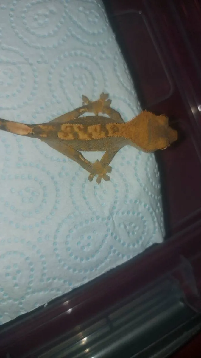 Baby Crested Geckos - Image 3