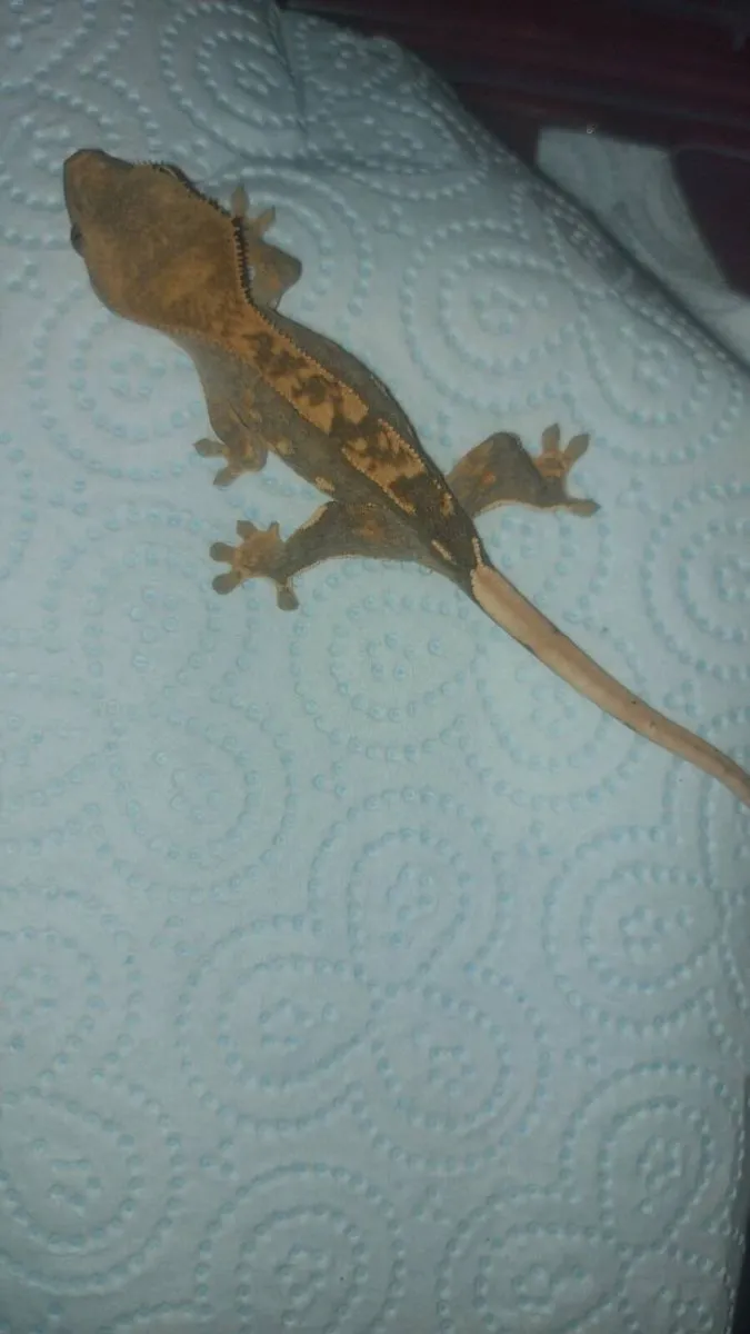 Baby Crested Geckos - Image 4