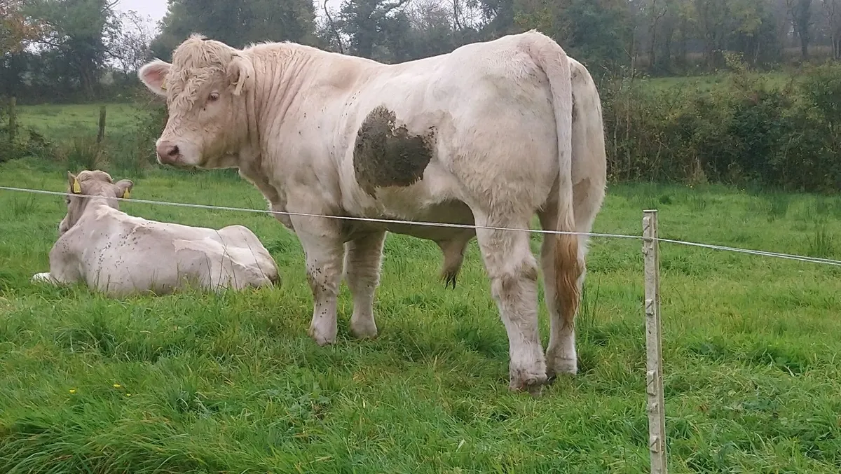 FISTON CHAROLAIS BULL - Image 2
