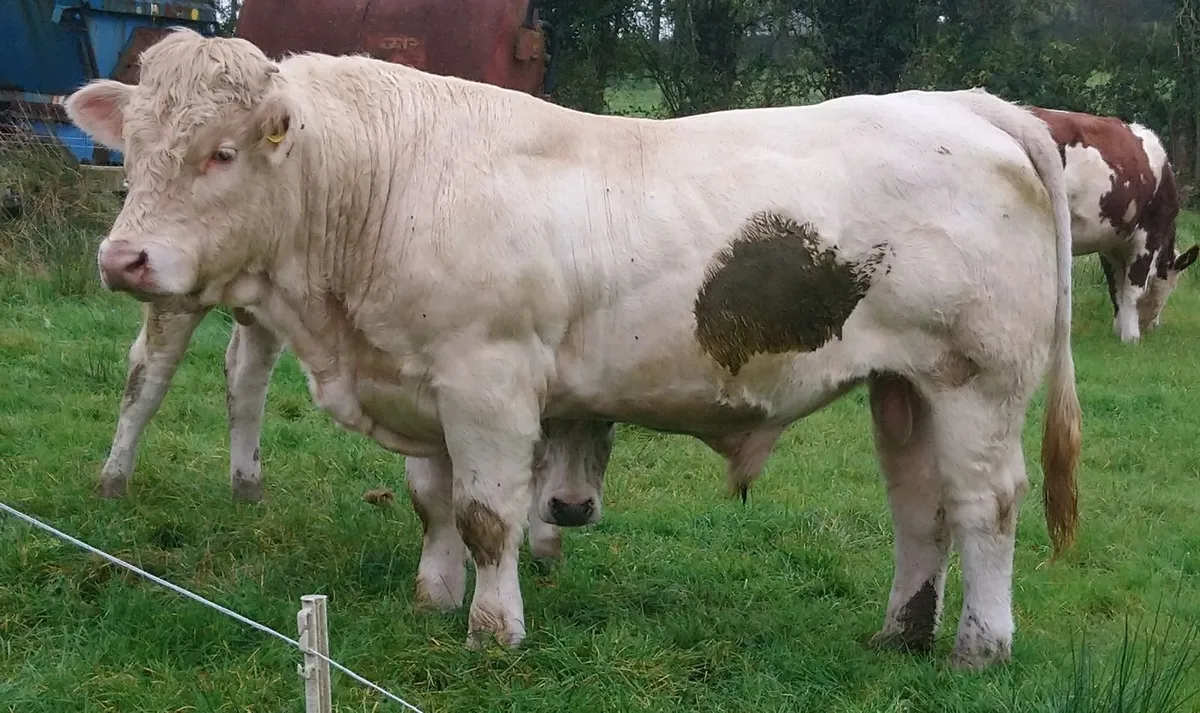 FISTON CHAROLAIS BULL - Image 3