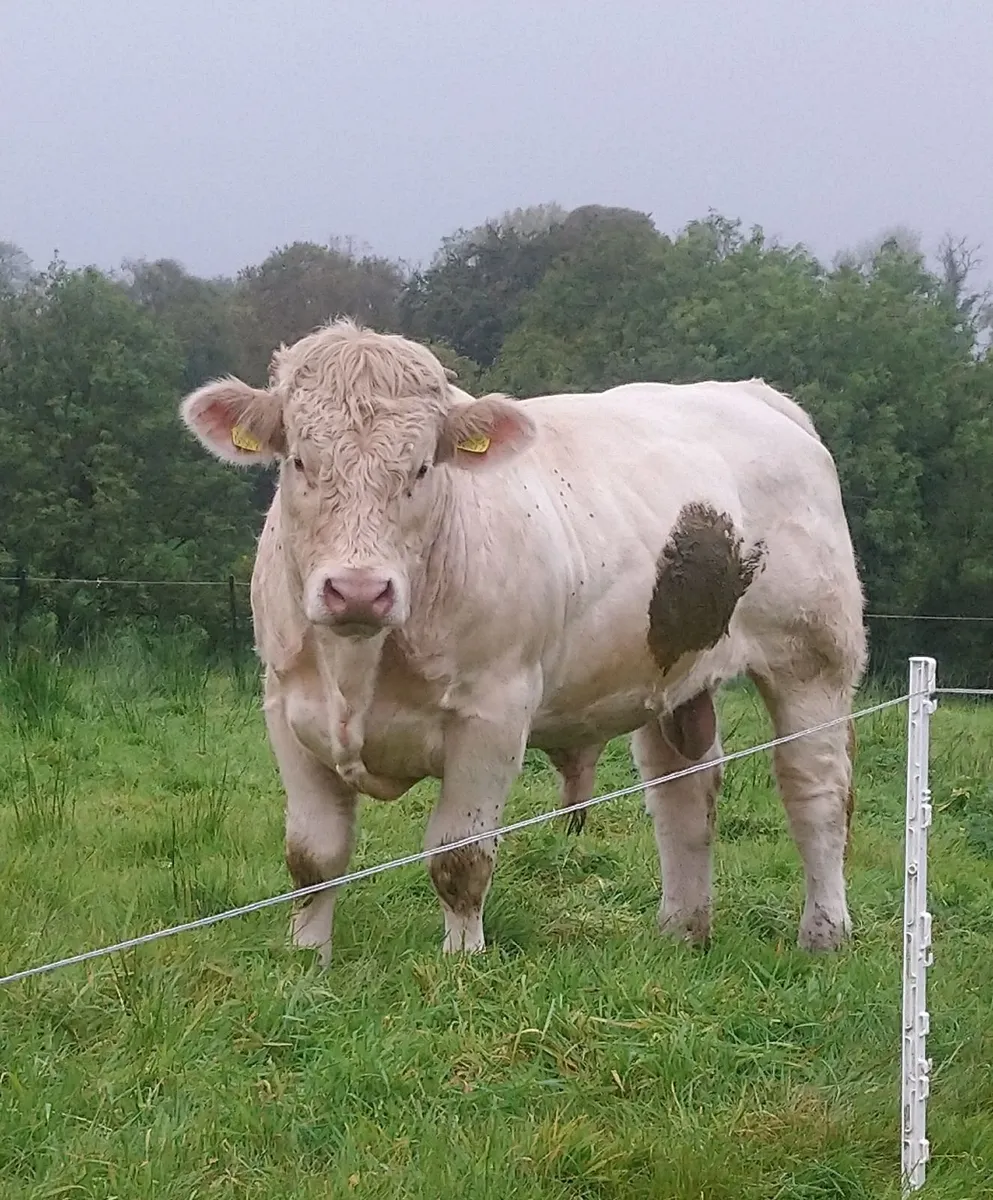 FISTON CHAROLAIS BULL - Image 1