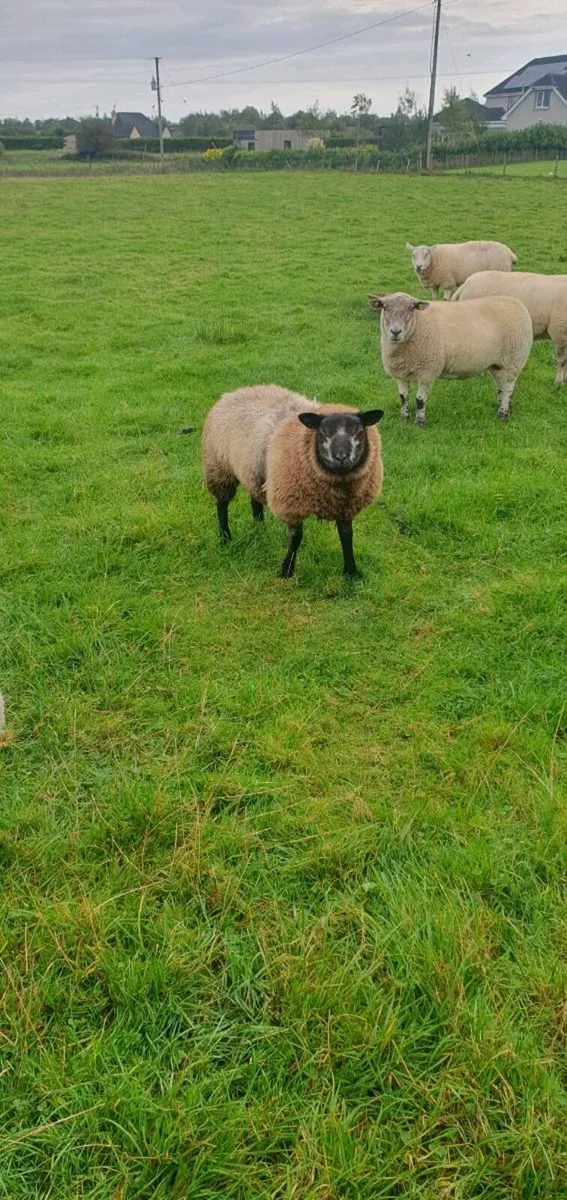Purebred blue texel Ram lamb
