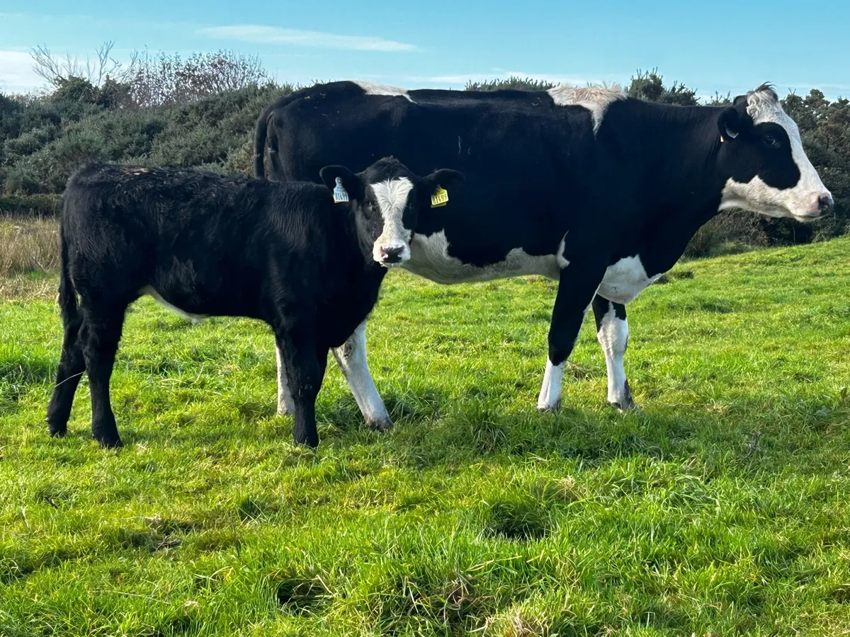 Simmental First Calver & Heifer Calf At Foot - Image 3