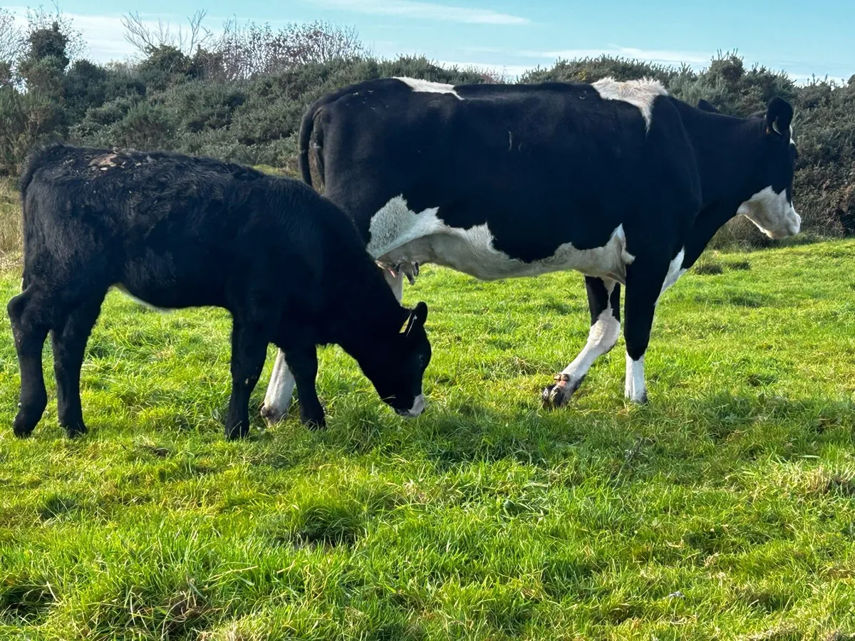 Simmental First Calver & Heifer Calf At Foot - Image 4
