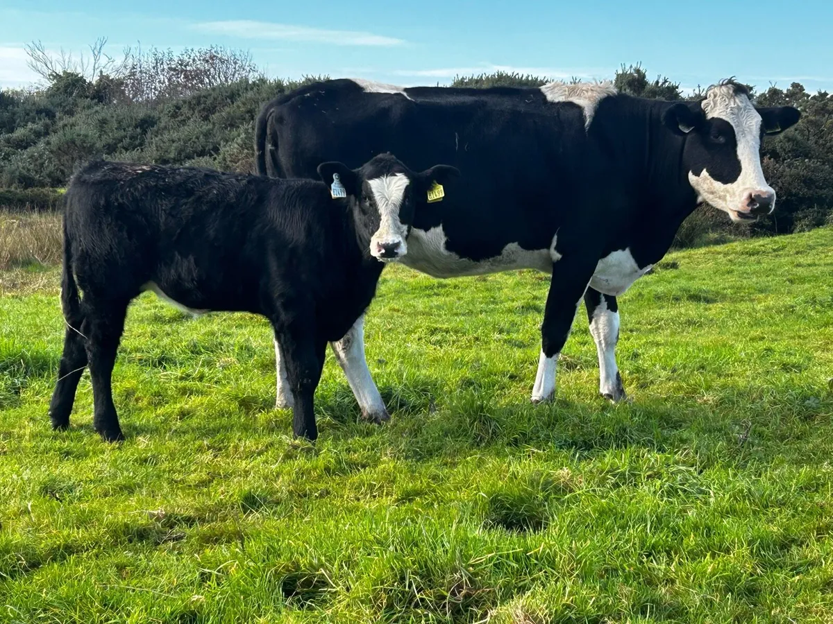 Simmental First Calver & Heifer Calf At Foot - Image 1