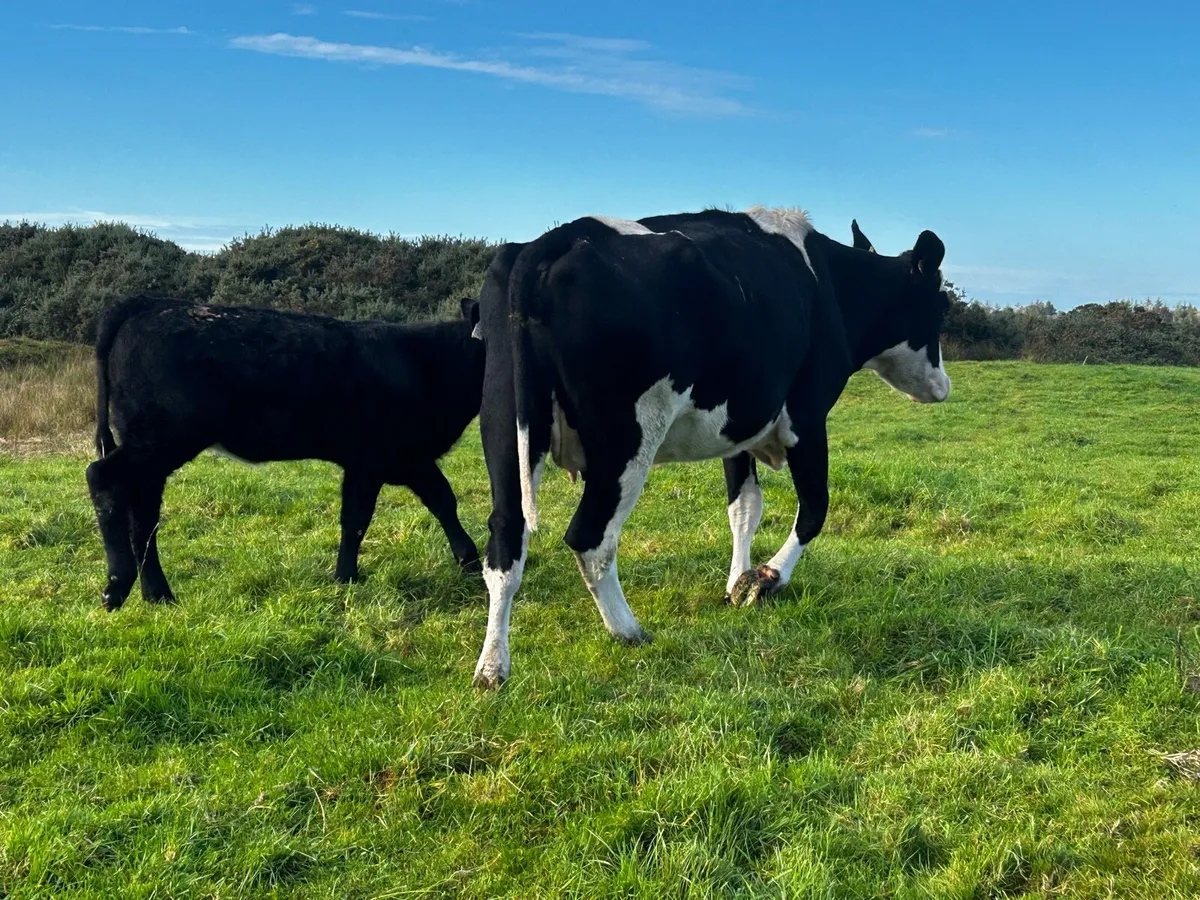 Simmental First Calver & Heifer Calf At Foot - Image 2