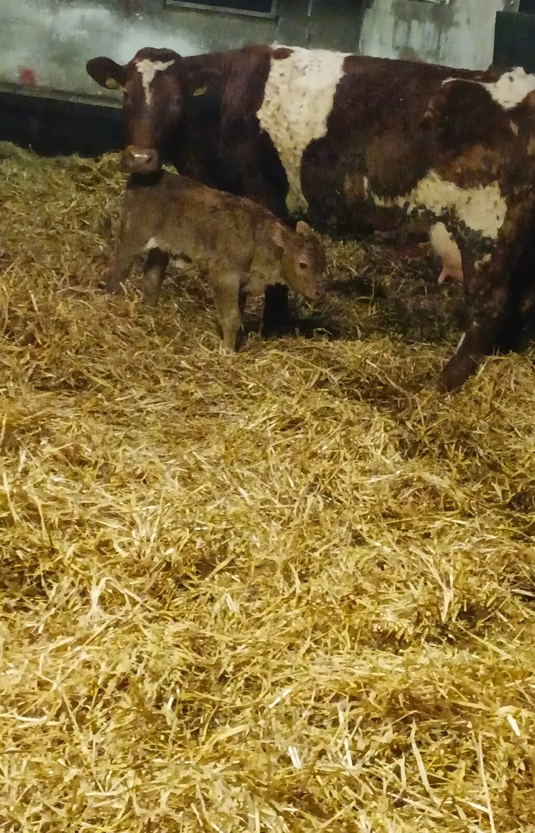 Accommodation for cattle