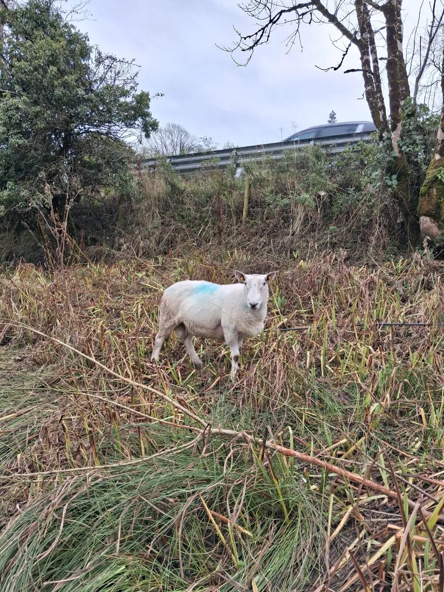 Cheviot sis ram for sale - Image 1