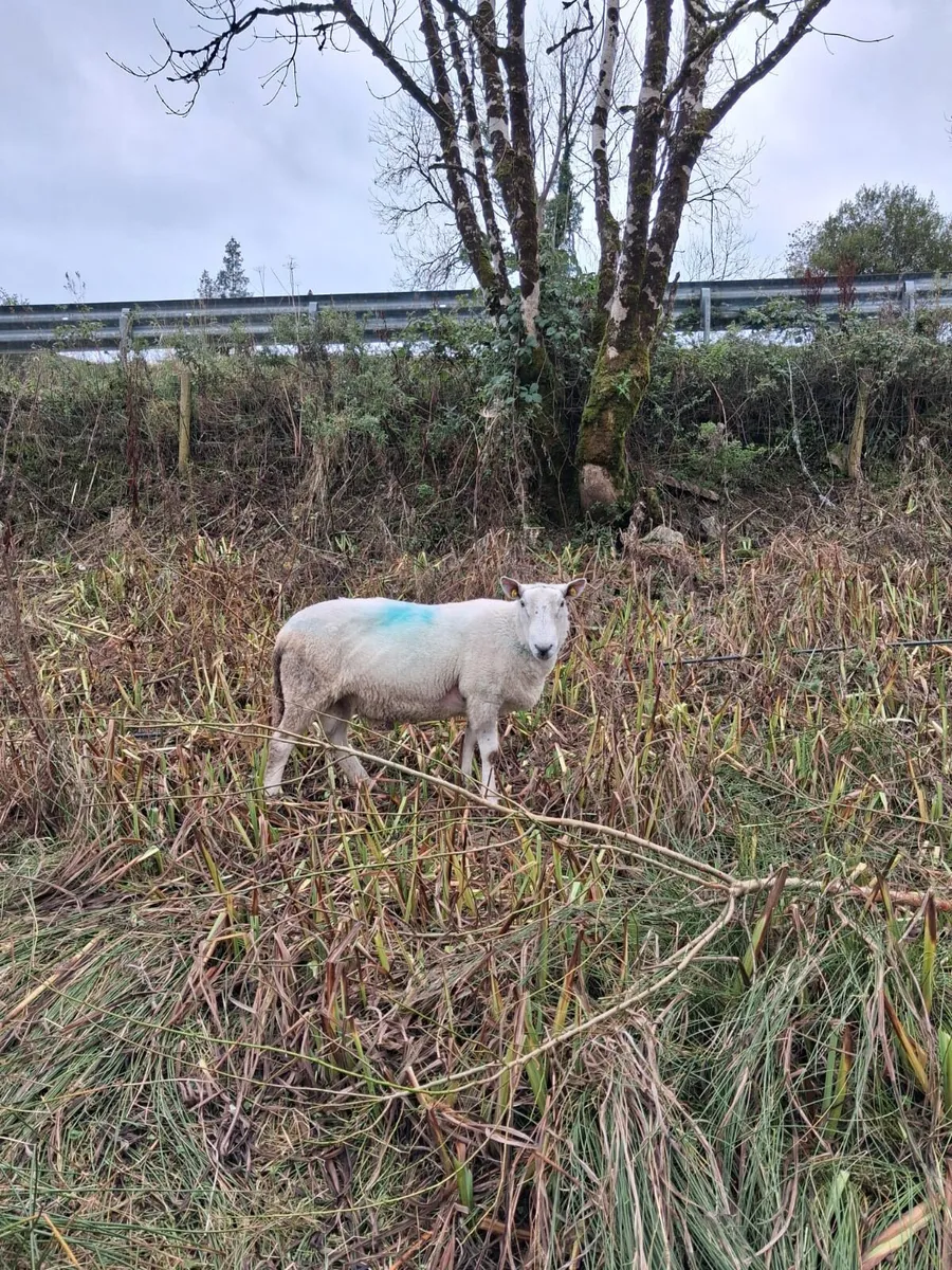 Cheviot sis ram for sale - Image 2