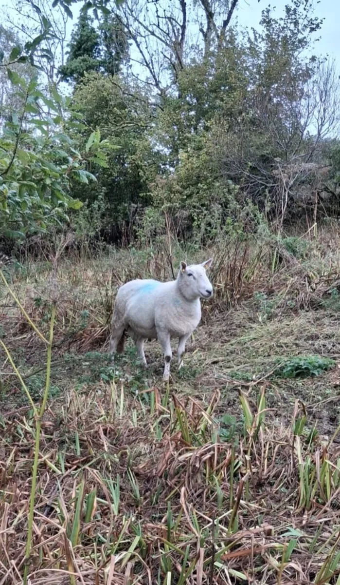 Cheviot sis ram for sale - Image 3