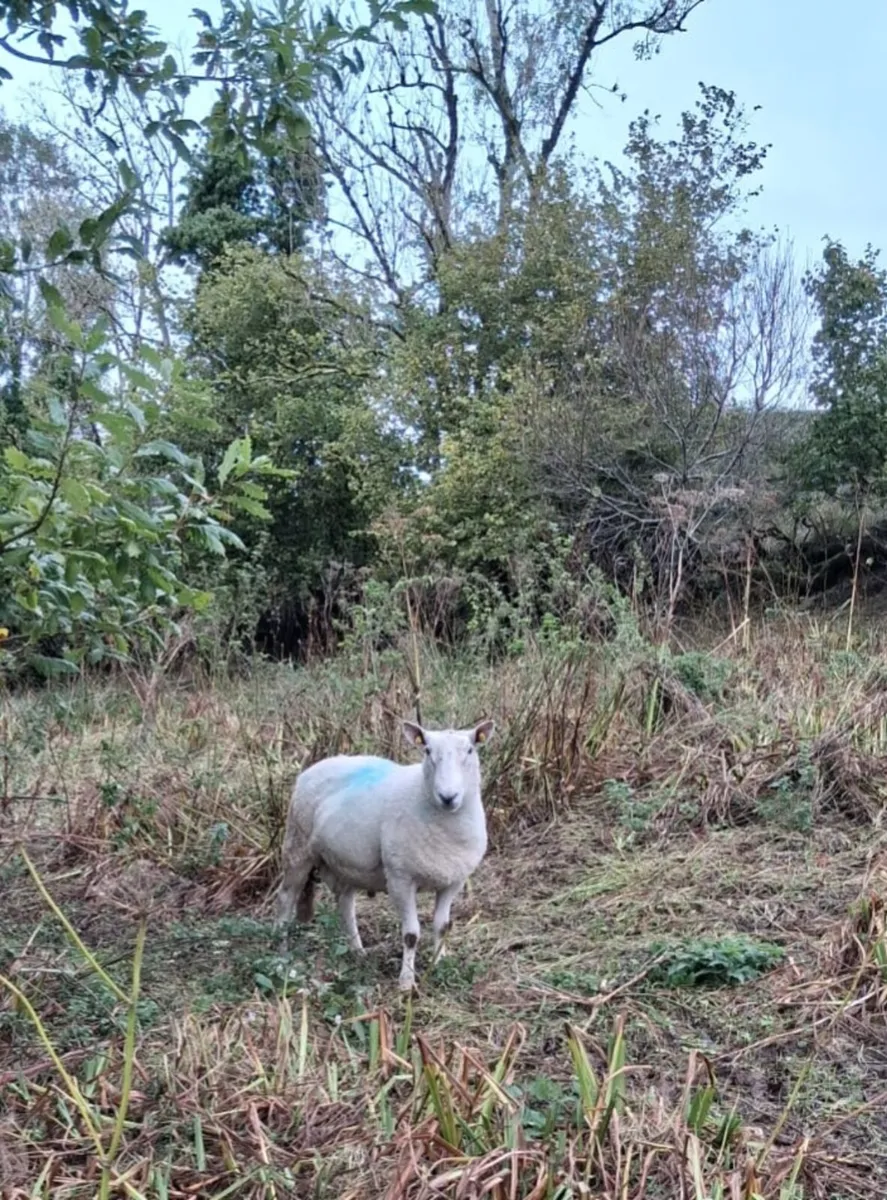 Cheviot sis ram for sale - Image 4