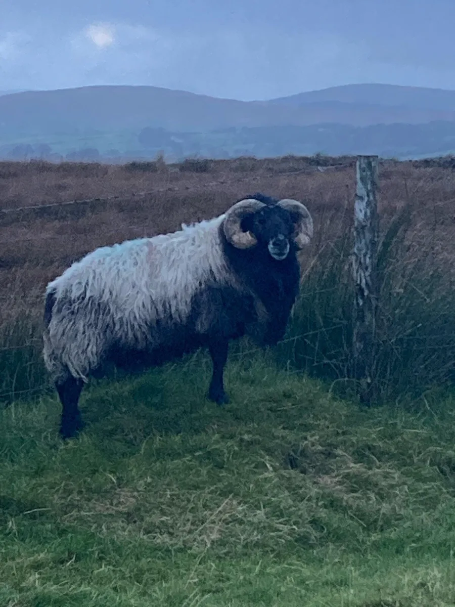 Ram - Image 1