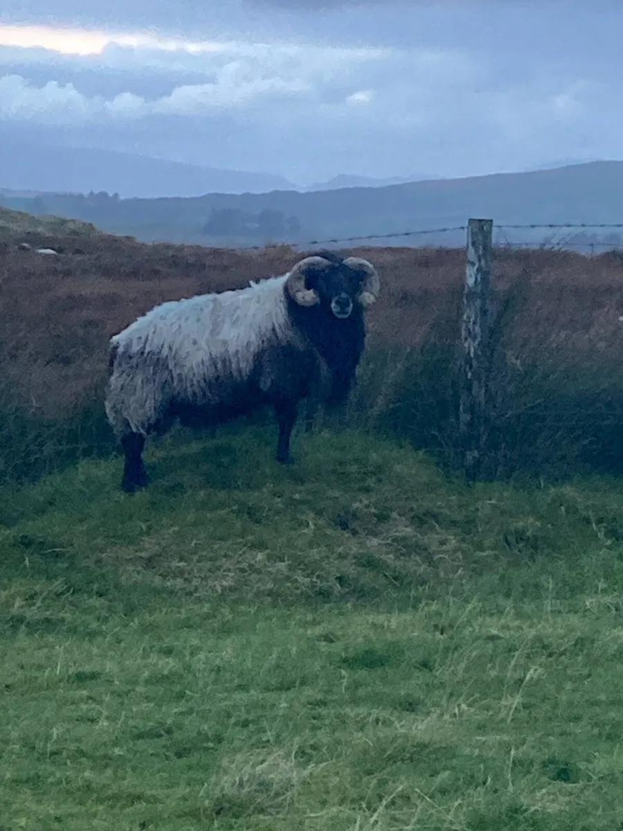 Ram - Image 2