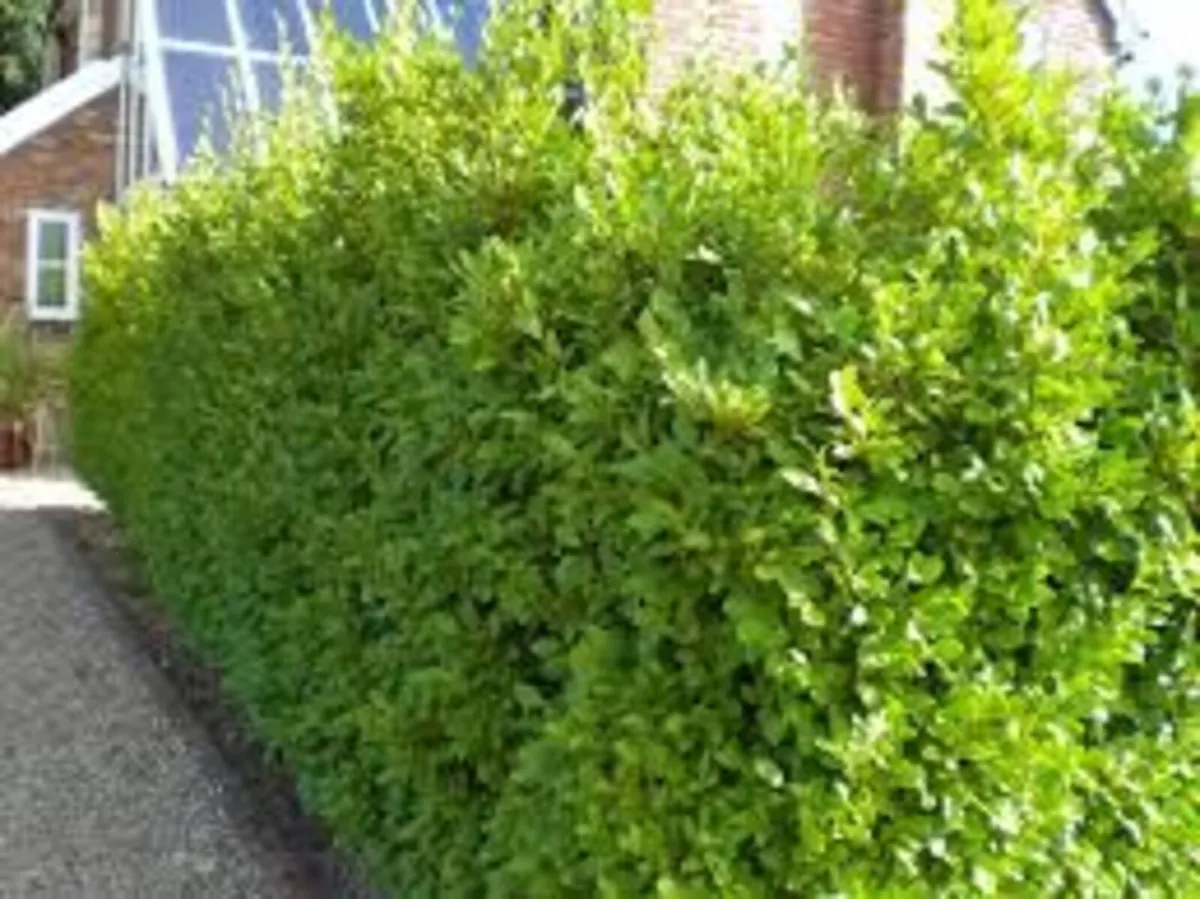Laurel hedging in all sizes - Image 3