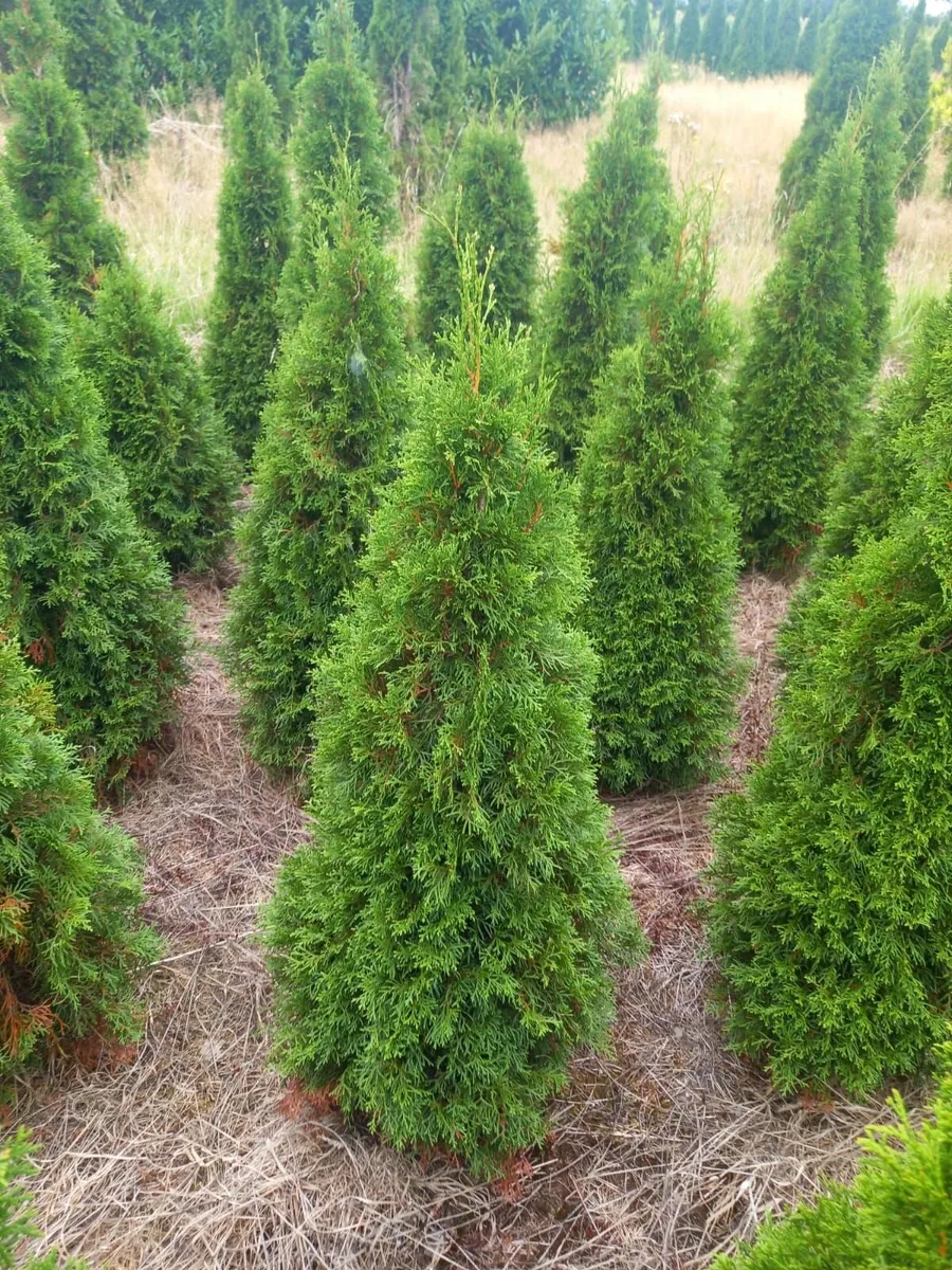 Hedging all shapes and sizes - Image 4