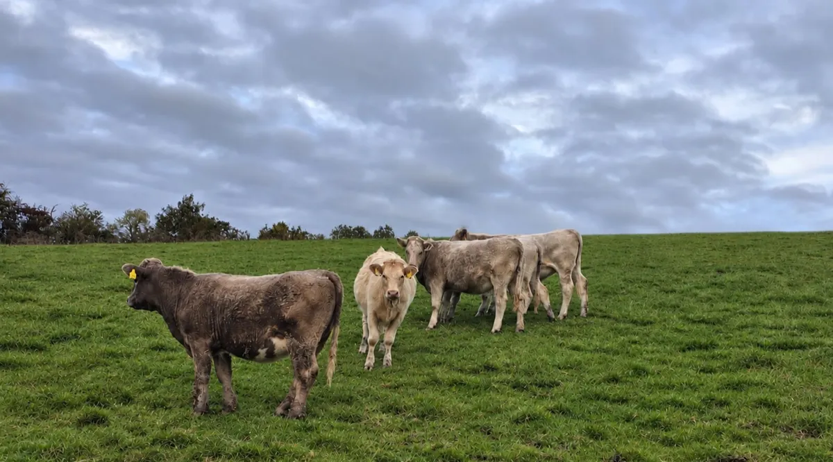 5 Bucket Fed CH Heifers - Image 4