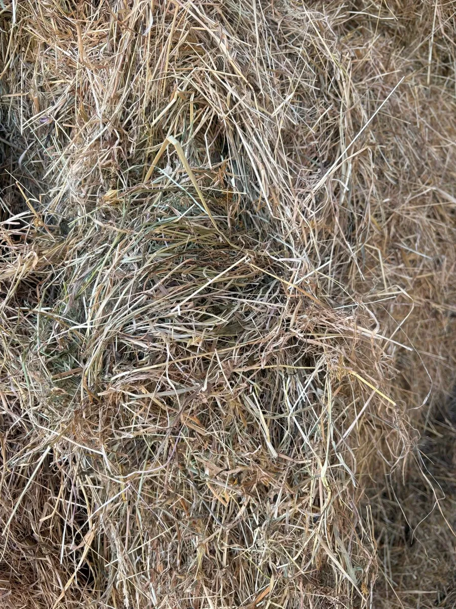 Hay - Image 3