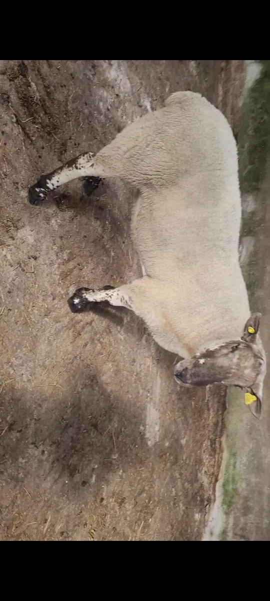 Milford Hogget Ram - Image 1