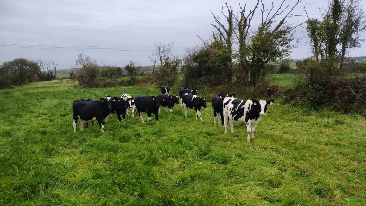 10 Weanling heifers - Image 2