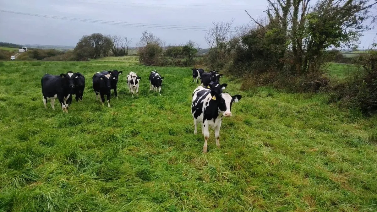 10 Weanling heifers - Image 3