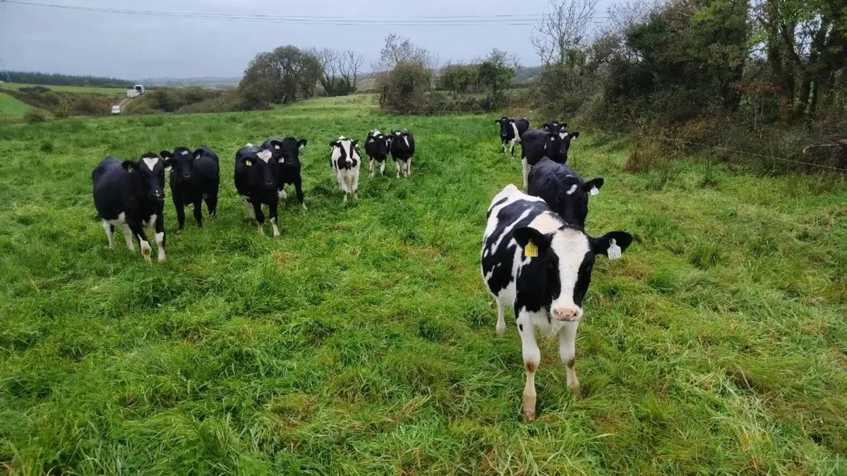 10 Weanling heifers - Image 4