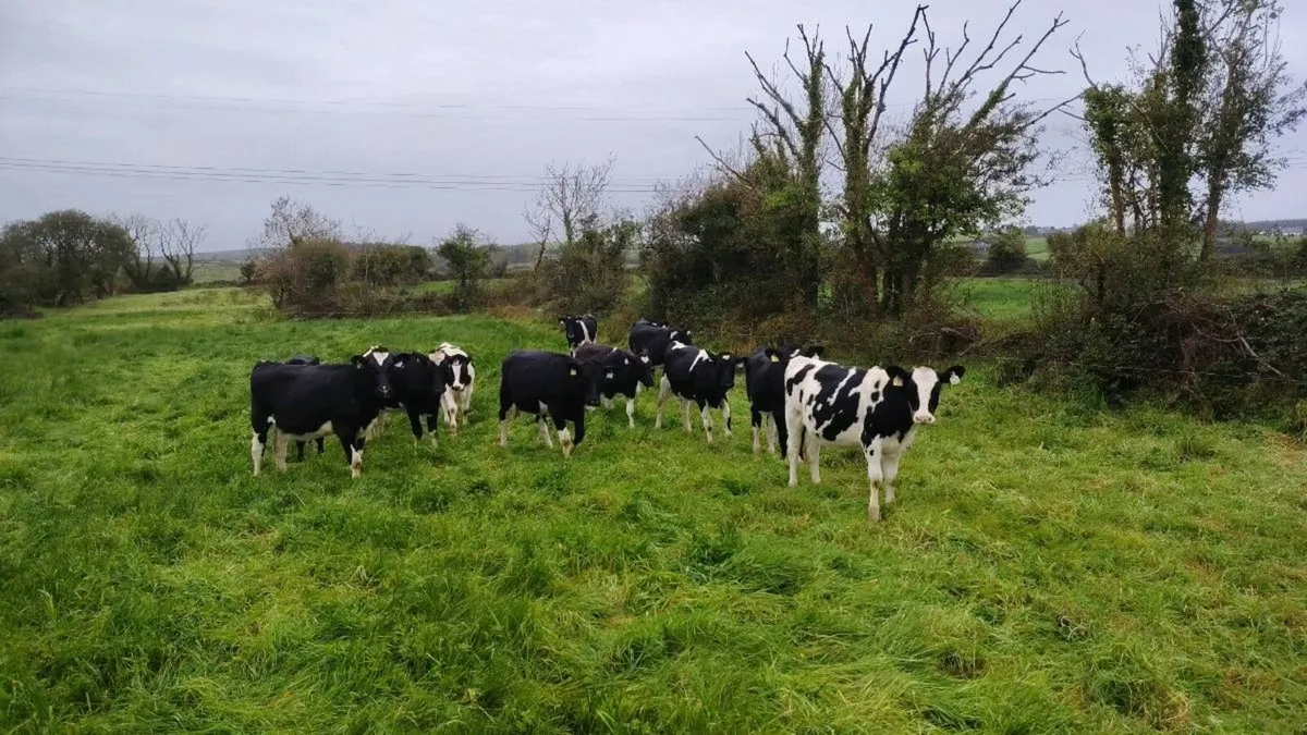 10 Weanling heifers - Image 1